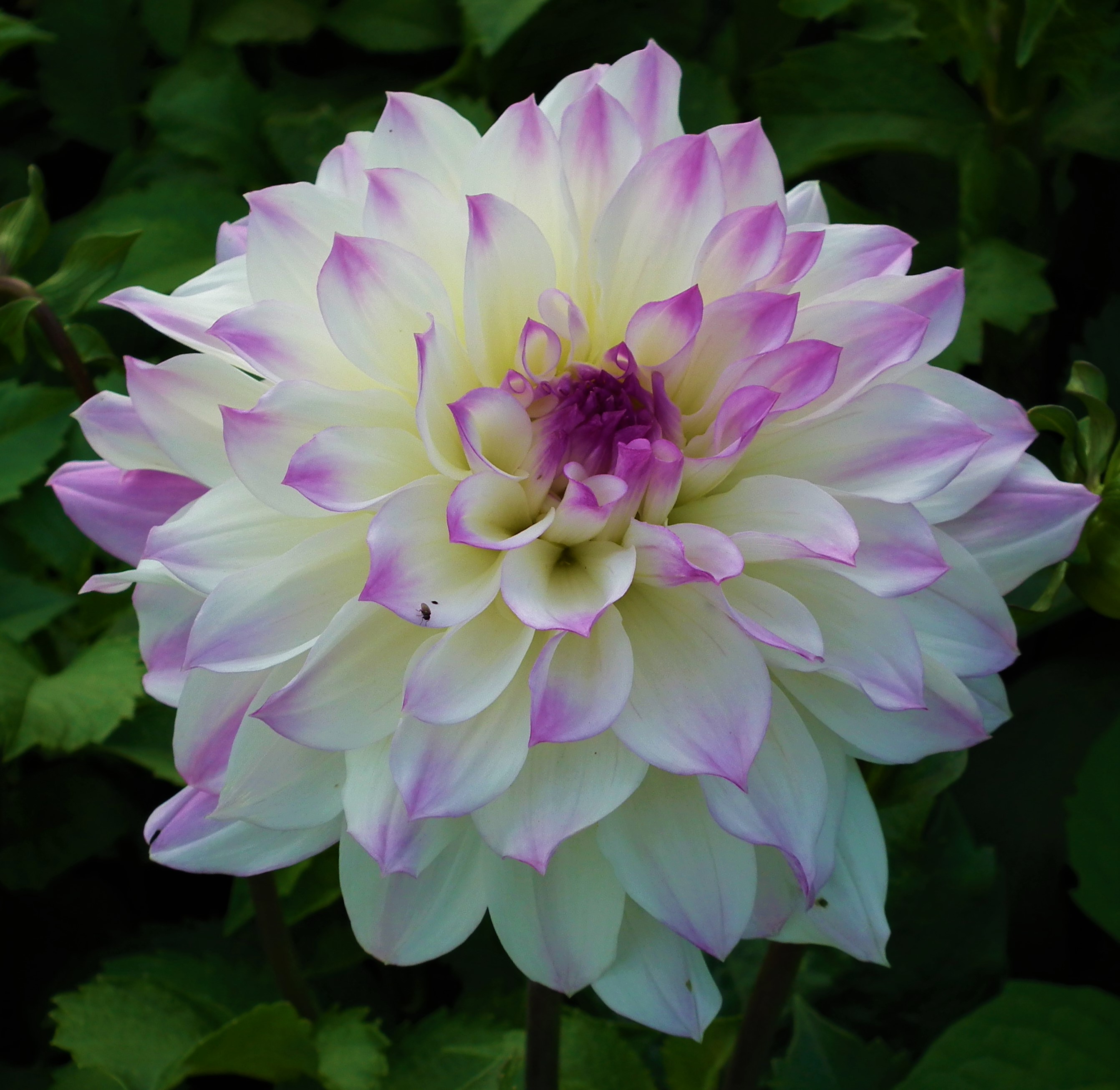 Dahlia Hapet Blue Eyes